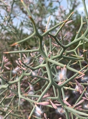 Hualania colletioides (Hualania colletioides)