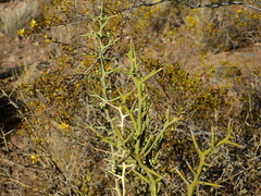 Hualania colletioides (Hualania colletioides)