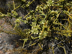 Hualania colletioides (Hualania colletioides)