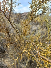 Hualania colletioides (Hualania colletioides)