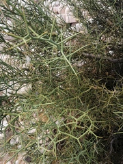 Hualania colletioides (Hualania colletioides)