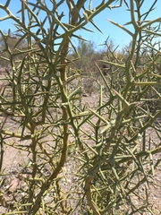 Hualania colletioides (Hualania colletioides)