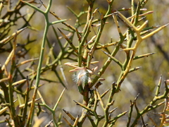 Hualania colletioides (Hualania colletioides)