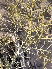 Hualania colletioides (Hualania colletioides)