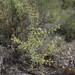Hualania colletioides (Hualania colletioides)