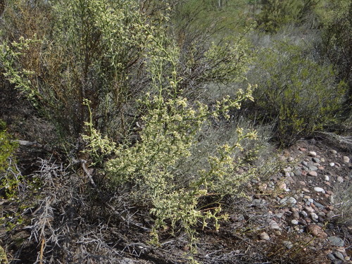 Hualania colletioides (Hualania colletioides)