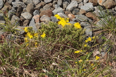 Pine barren goldenheather (Hudsonia ericoides)