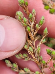 Pine barren goldenheather (Hudsonia ericoides)