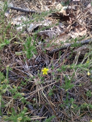 Pine barren goldenheather (Hudsonia ericoides)
