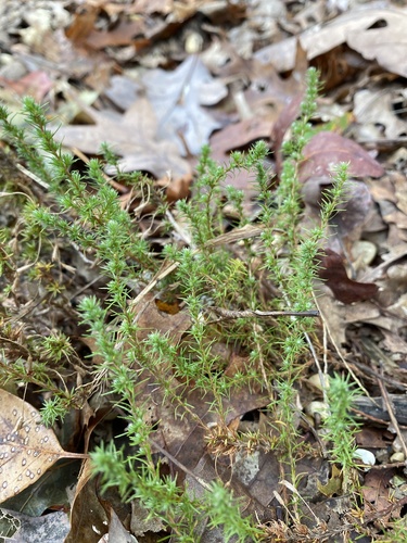 Pine barren goldenheather (Hudsonia ericoides)