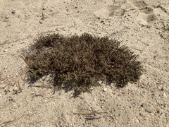 Pine barren goldenheather (Hudsonia ericoides)