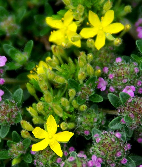 Pine barren goldenheather: Hudsonia ericoides