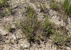 Pine barren goldenheather (Hudsonia ericoides)