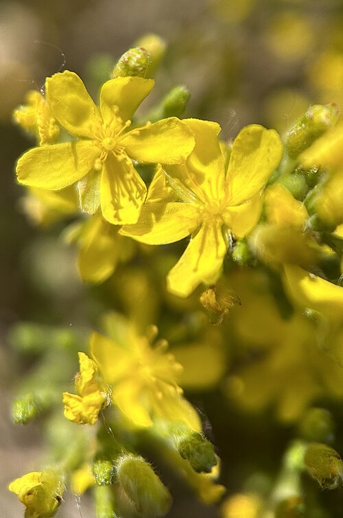 Woolly beachheather: Hudsonia tomentosa (Woolly Beachheather) - North Bruderheim Provincial Recreation Area, Lamont County, AB, CA