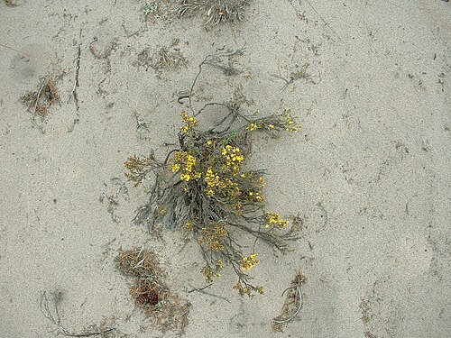 Woolly beachheather: Hudsonia tomentosa (beach heath), Pancake Bay Provincial Park, Ontario.
