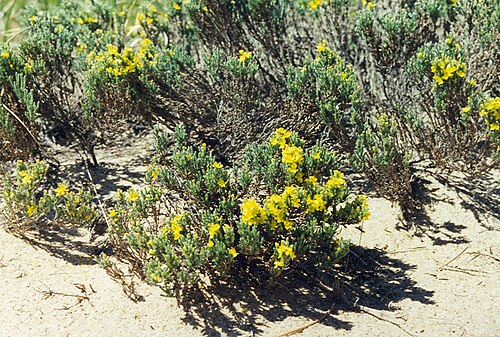 Woolly beachheather: Hudsonia tomentosa (beach heath), Pancake Bay Provincial Park, Ontario.