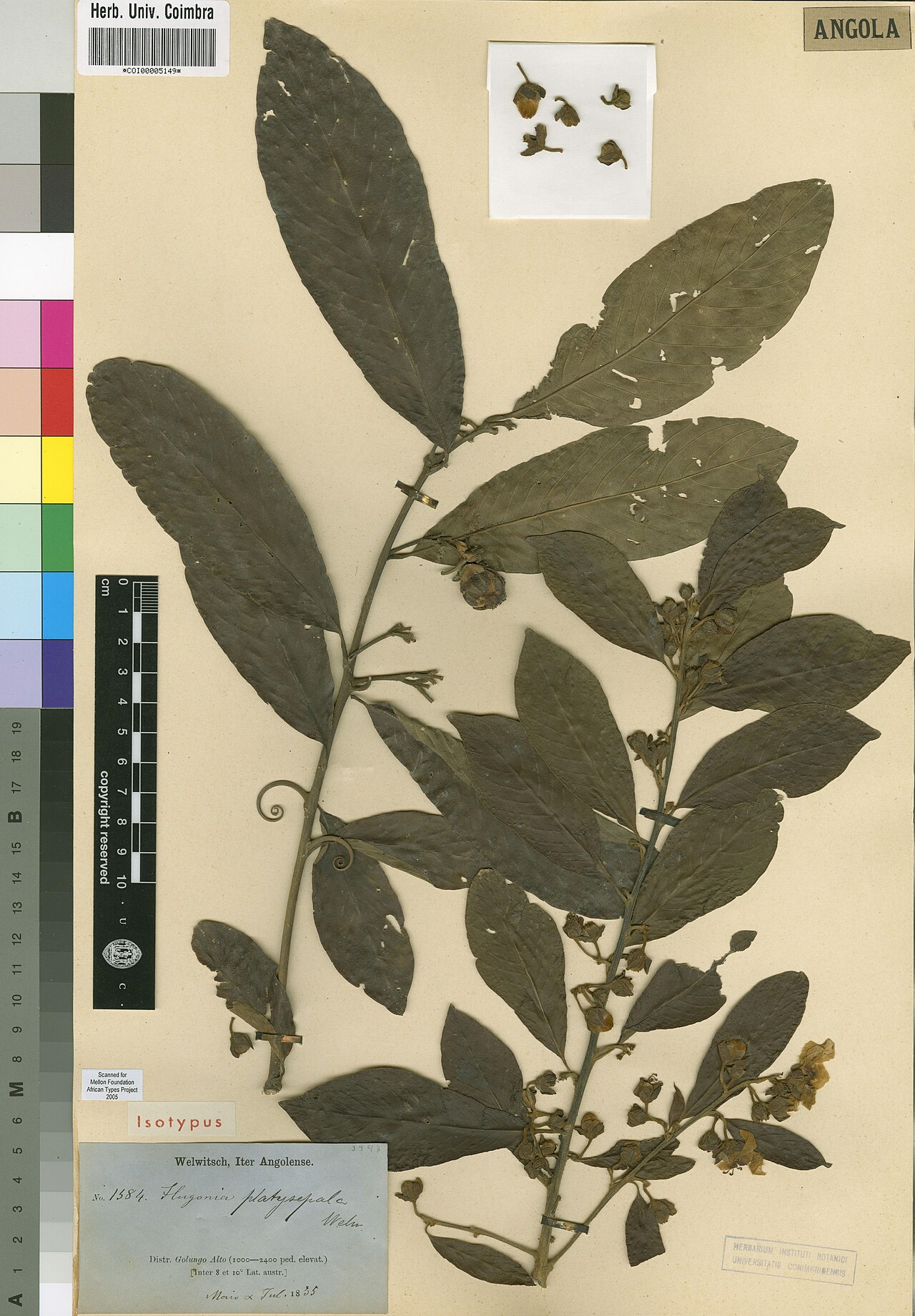 Hugonia platysepala: Photograph of Isotype of Hugonia platysepala at Herbarium of the University of Coimbra, Portugal (COI). Specimen COI00005149. http://coicatalogue.uc.pt/specimen