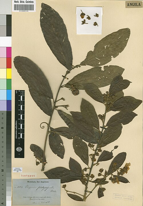 Hugonia platysepala: Photograph of Isotype of Hugonia platysepala at Herbarium of the University of Coimbra, Portugal (COI). Specimen COI00005149. http://coicatalogue.uc.pt/specimen