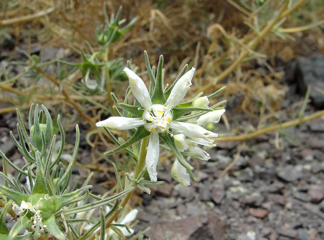 Huidobria chilensis: Huidobria chilensis Gay Flora de Antofagasta Chile. Oasis de niebla La Chimba
