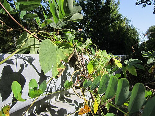 Common hop: Robinie ( Robinia pseudoacacia ) und wilder Hopfen ( Humulus lupulus ) im Schwetzinger Hardt