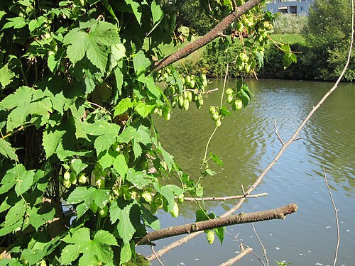 Common hop: Wilder Hopfen ( Humulus lupulus ) an der Saar in Saarbrücken