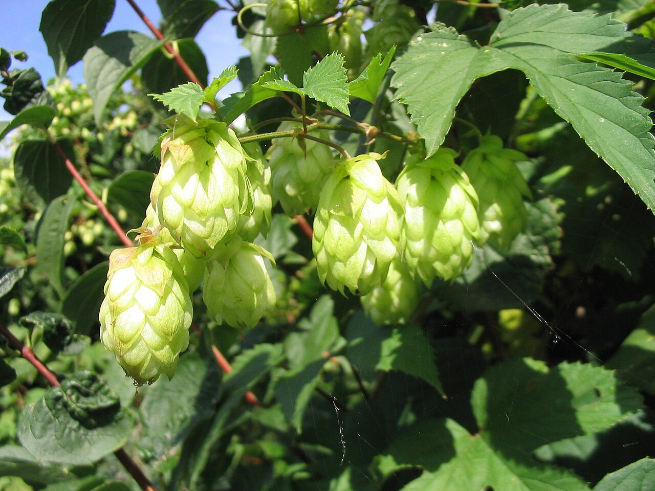 Common hop: Fruchtstand von Wildem Hopfen, Humulus lupulus , fotografiert am 22.08.2004 Fotograf: Dr. Hagen Graebner