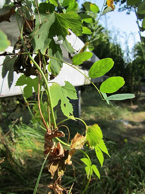 Common hop: Robinie (Robinia pseudoacacia) und wilder Hopfen (Humulus lupulus) in der Schwetzinger Hardt
