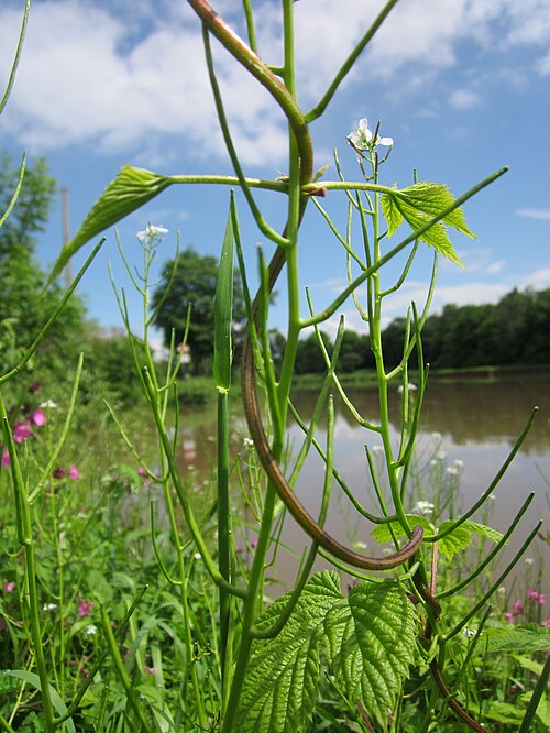Common hop: Knoblauchsrauke ( Alliaria petiolata ) mit Hopfen ( Humulus lupulus ) am Staden in Saarbrücken