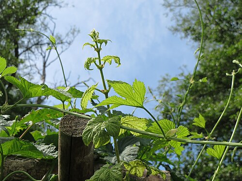 Common hop: Wilder Hopfen ( Humulus lupulus ) im Naturschutzgebiet Marlach