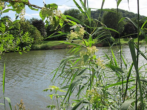 Common hop: Wilder Hopfen ( Humulus lupulus ) an der Saar in Saarbrücken
