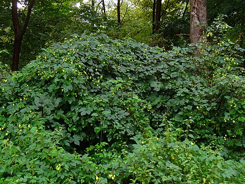Common hop: Common Hop, habitus; Karlsruhe, Germany.
