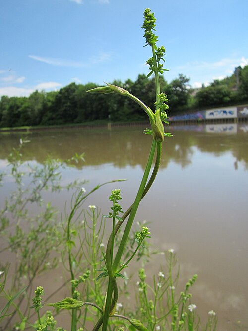 Common hop: Wiesen-Labkraut ( Galium mollugo ) mit Hopfen ( Humulus lupulus ) am Staden in Saarbrücken