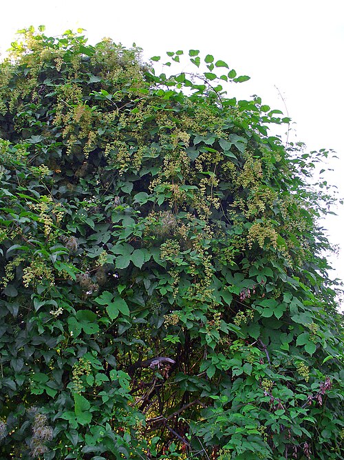 Common hop: Humulus lupulus , Cannabaceae, Common Hop, habitus; Karlsruhe, Germany. The female infrutescences shortly before the riping are used in homeopathy as remedy: Lu