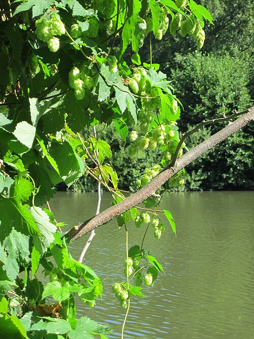 Common hop: Wilder Hopfen ( Humulus lupulus ) an der Saar in Saarbrücken
