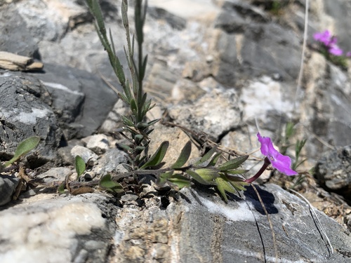 Hunzikeria coulteri (Hunzikeria coulteri)