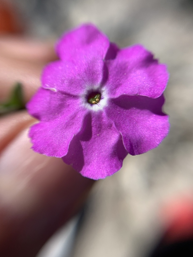 Hunzikeria coulteri (Hunzikeria coulteri)