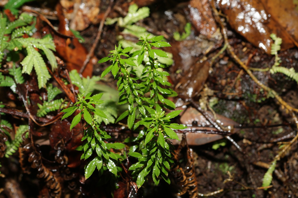 Huperzia javanica (Huperzia javanica)