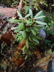 Huperzia javanica (Huperzia javanica)