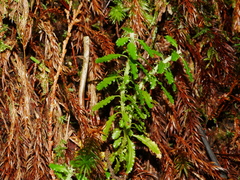 Huperzia javanica (Huperzia javanica)