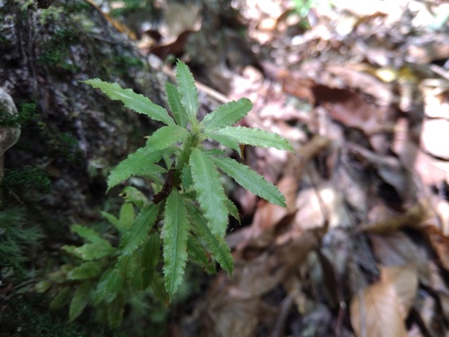 Huperzia javanica (Huperzia javanica)
