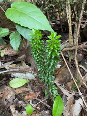 Huperzia javanica (Huperzia javanica)
