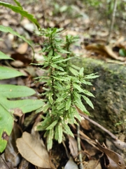 Huperzia javanica (Huperzia javanica)