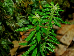 Huperzia javanica (Huperzia javanica)