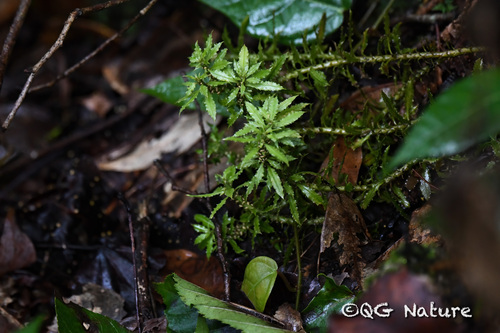 Huperzia javanica (Huperzia javanica)