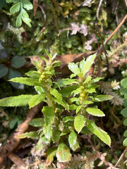 Huperzia javanica (Huperzia javanica)