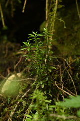 Huperzia javanica (Huperzia javanica)