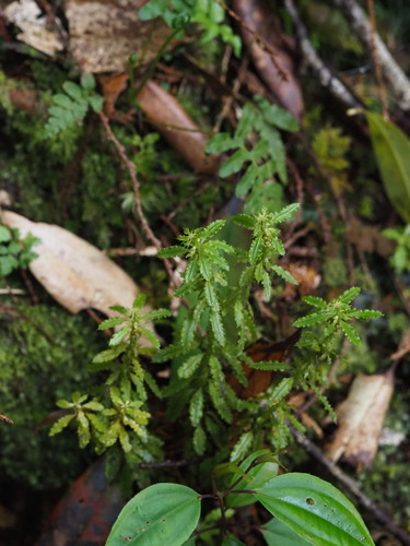 Huperzia javanica (Huperzia javanica)