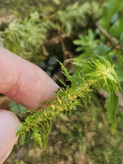 Huperzia javanica (Huperzia javanica)