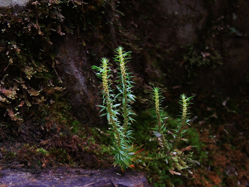 Huperzia liangshanica (Huperzia liangshanica)