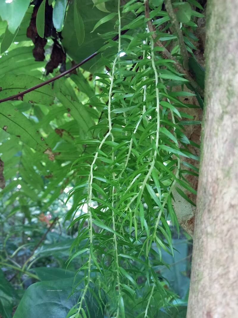 Needleleaf clubmoss (Huperzia linifolia)